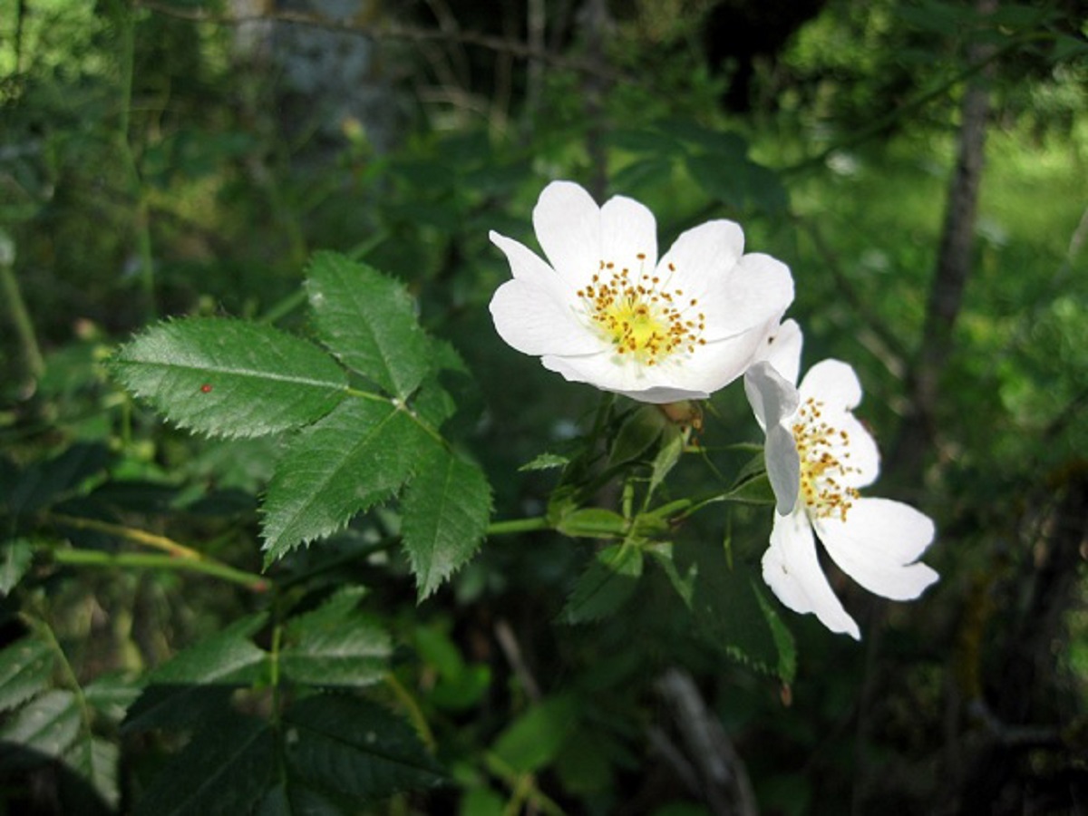 Rosa squarrosa (Rosaceae)